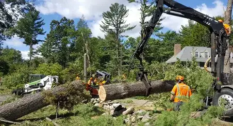 Tree Removal Cost