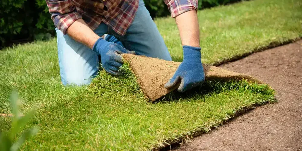 Labour installing sod