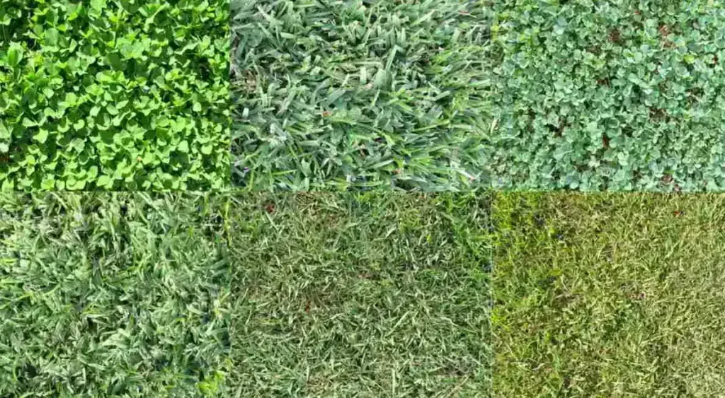 Type of Sod